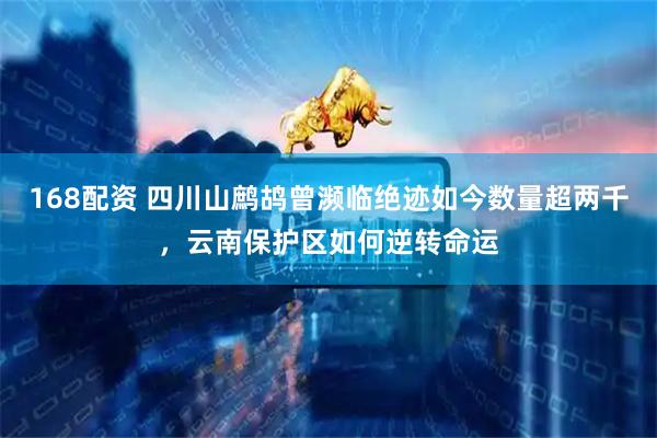 168配资 四川山鹧鸪曾濒临绝迹如今数量超两千，云南保护区如何逆转命运