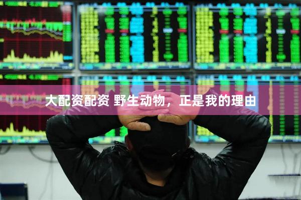 大配资配资 野生动物，正是我的理由